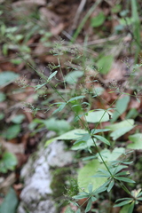 Galium sylvaticum