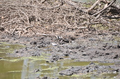 Oena capensis capensis