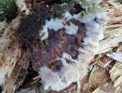 Thelephora terrestris
