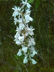 Dactylorhiza maculata elodes