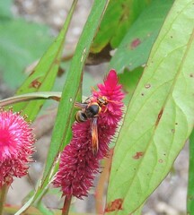 Rhynchium
