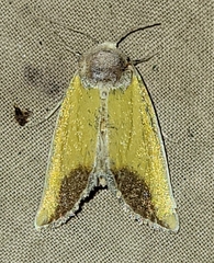 Stiria blanchardi
