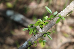 Jasminum didymum racemosum