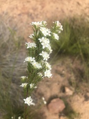 Lachnaea diosmoides