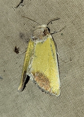 Stiria blanchardi