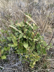 Maytenus magellanica