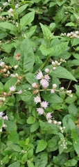 Cyanthillium cinereum