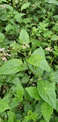 Cyanthillium cinereum
