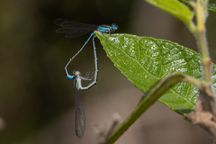 Austroagrion watsoni