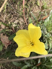 Oenothera stricta