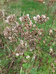 Heracleum sphondylium