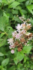 Cyanthillium cinereum