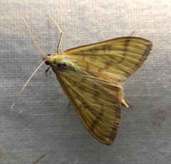Mecyna flavalis