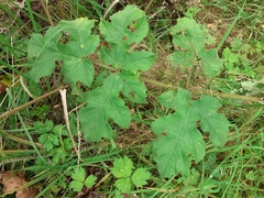 Heracleum sphondylium