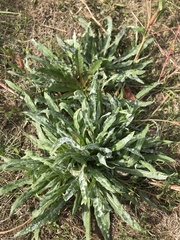 Oenothera stricta