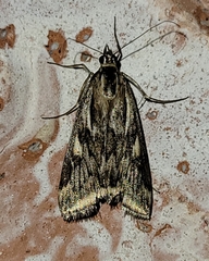 Loxostege cereralis