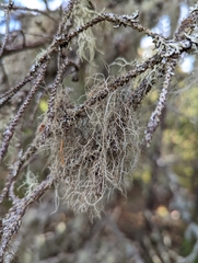 Usnea