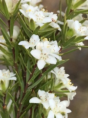 Lachnaea diosmoides