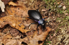 Carabus violaceus