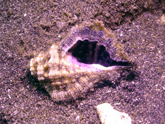 Turritriton labiosus