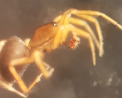 Oedothorax gibbosus
