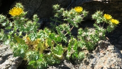 Berkheya spinosissima
