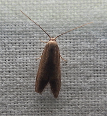 Hypatopa inunctella