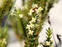 Struthiola striata