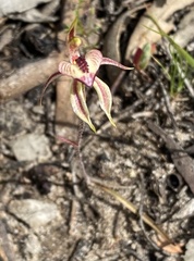 Caladenia cardiochila