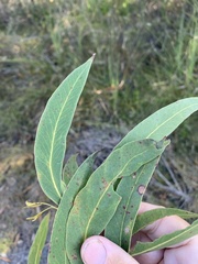 Eucalyptus conglomerata