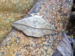 Ugia disjungens