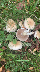 Hebeloma crustuliniforme