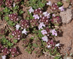 Thymus dreatensis