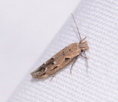 Mompha brevivittella