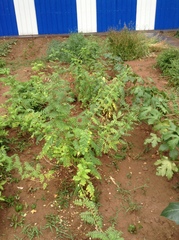 Astragalus mongolicus