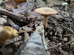 Lactarius oculatus