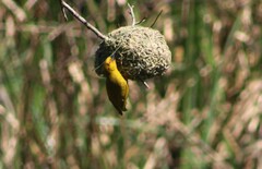 Ploceus subaureus subaureus