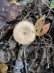 Lactarius oculatus