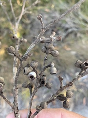 Eucalyptus conglomerata