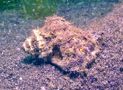 Turritriton labiosus