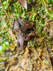 Limnonectes malesianus