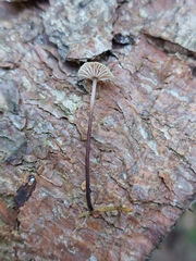 Mycetinis scorodonius