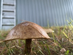 Suillus luteus