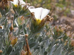 Convolvulus cneorum