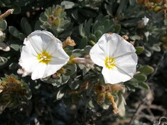 Convolvulus cneorum