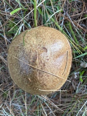 Suillus luteus