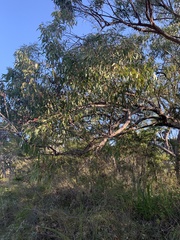 Eucalyptus conglomerata