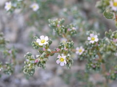 Frankenia pulverulenta