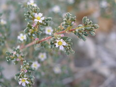 Frankenia pulverulenta