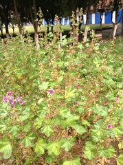Malva cavanillesiana